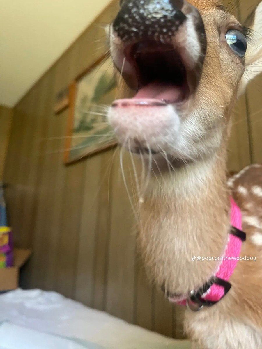 (CHECK PINNED) Deer in Places they Shouldn't Be tweet media