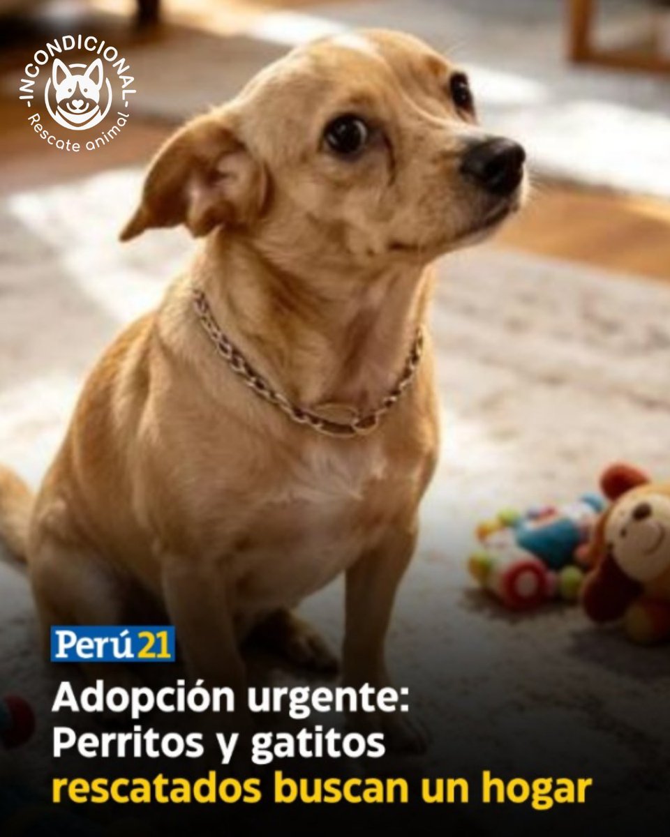 incondic_peru's tweet photo. ¡Hola! Soy Madeleine de @Incondicional_PE 🐾

Salimos en @Peru21noticias y necesitamos tu ayuda 🙏 
Rescatamos perritos y gatitos desde 2017, pero no tenemos albergue. Están listos para adopción y en jaula en las veterinarias se estresan mucho y se enferman. Lamentablemente es muy complicado conseguir hospedajes temporales.

Ayúdanos compartiendo 🔁

Les presentó a #Gigi 💞🐶, hembra, 9 meses, vacunada y esterilizada, pesa 6 kg, tamaño pequeño, es muy amorosa y muy activa, full juegos y locuras.

#AdoptaNoCompres #PerrosEnAdopción