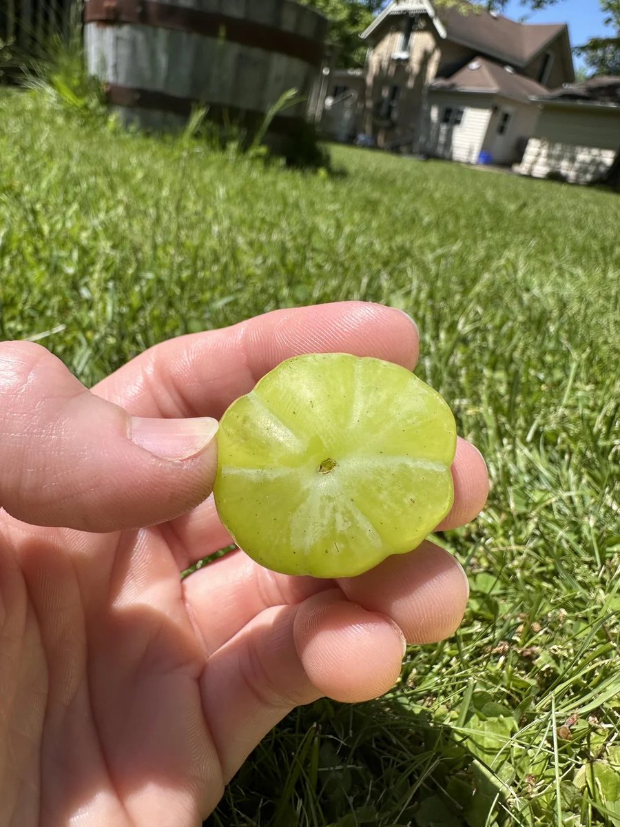 Pickza10's tweet photo. It's a grape masquerading as a pumpkin https://t.co/btmJSPqk39