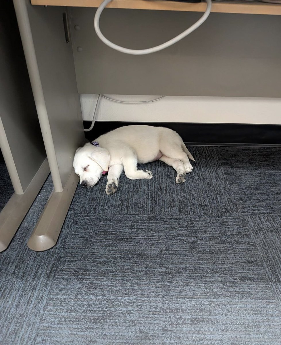 Puppies 🐶 tweet media