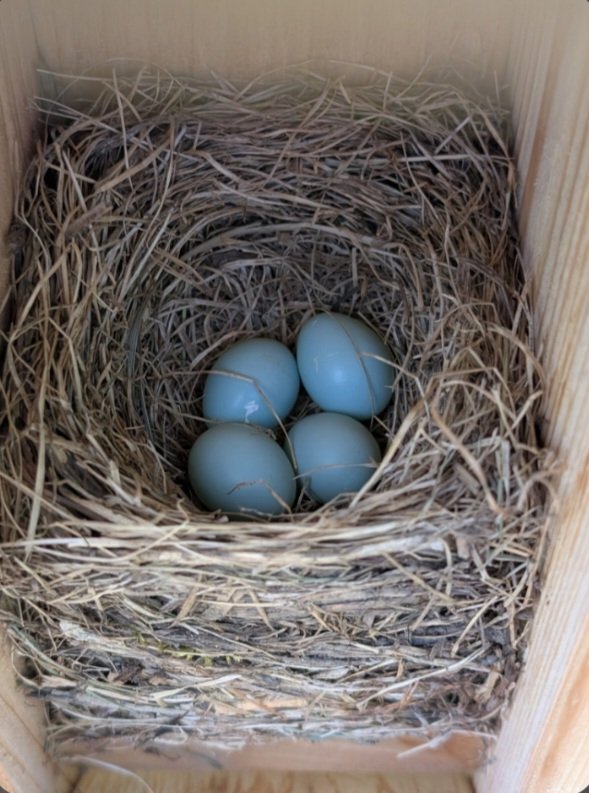JeffreyAFiddler's tweet photo. Bluebird eggs. 3 yesterday,  four today, what will it be tomorrow? https://t.co/fgLJViXrsY