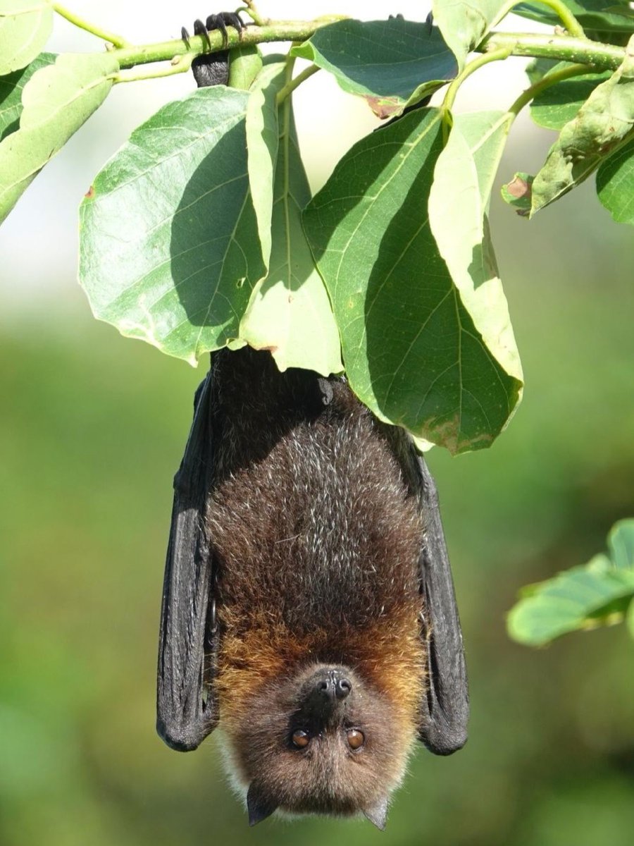 Bat Conservation International tweet media