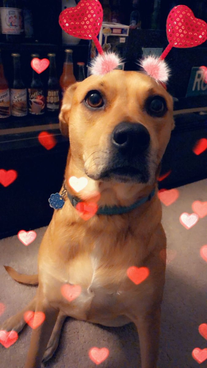 ithyia's tweet photo. rest in peace my sweet baby girl, alaska🕊️ https://t.co/mdIdm2YnbW