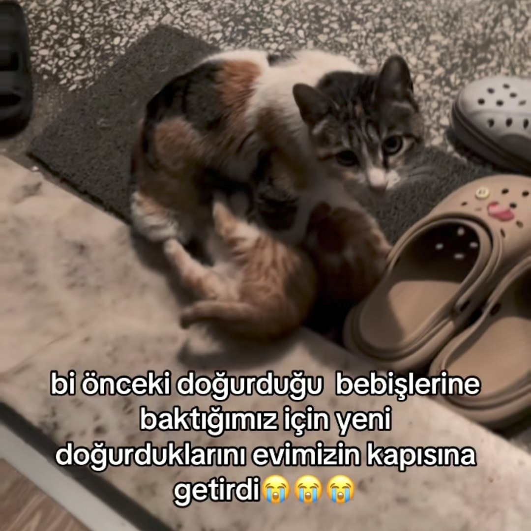 anlikmod's tweet photo. Şu mahcup surata bak kahroldum https://t.co/KpaTfG0QV8