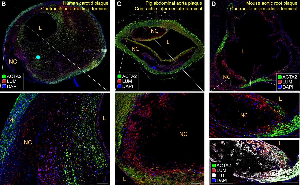 Mesenchymal Cell News tweet media