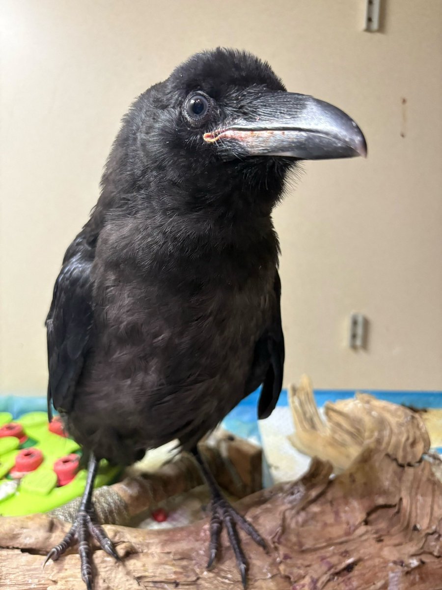 Wild Bird Fund tweet media