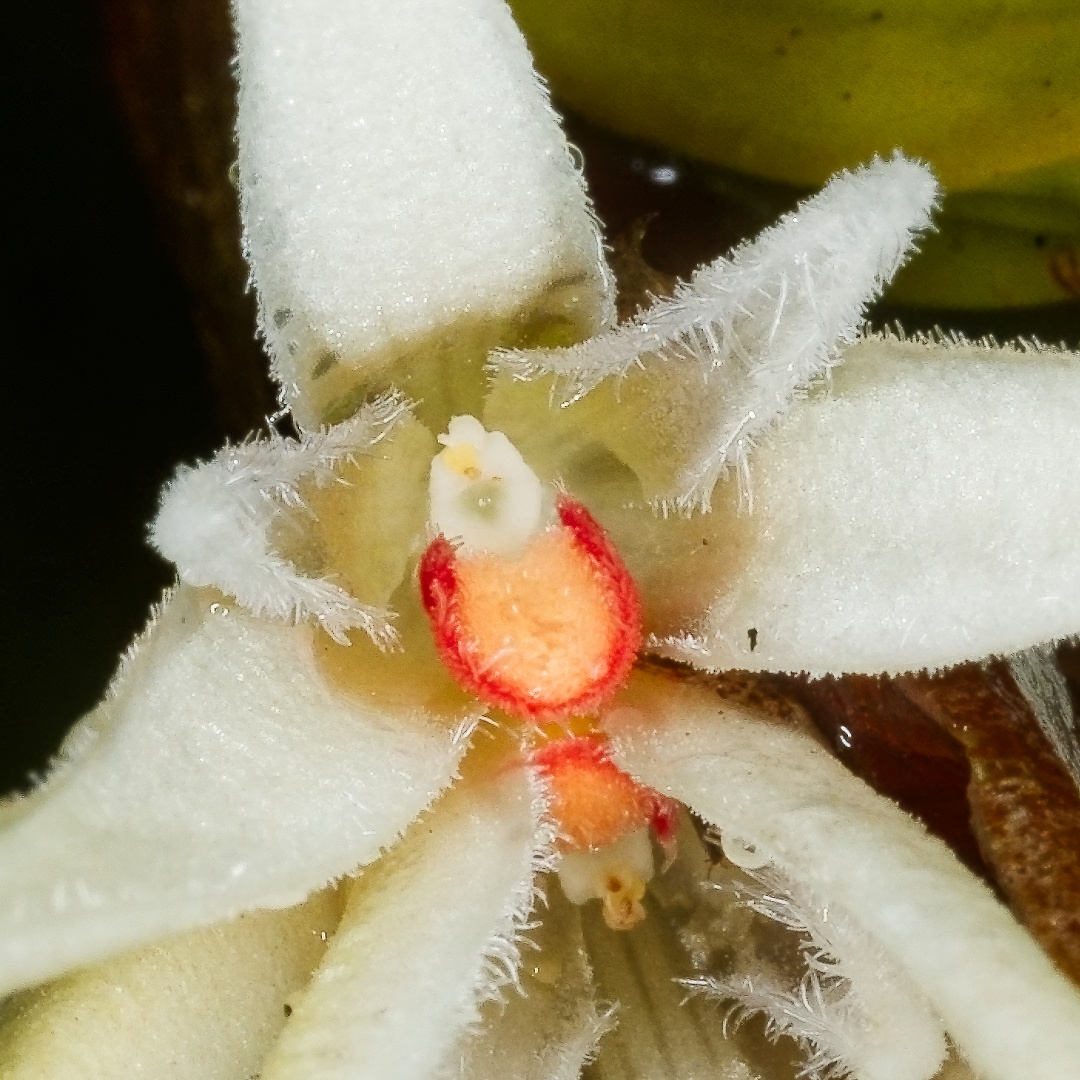orchidsofkurt's tweet photo. 1/ Bulbophyllum ankylorhinon J.J.Verm., from section Pelma, is an intermediate-growing endemic epiphyte found in the mid-montane forests of New Guinea (1,740–2,100 m). This is another of the more massive plants in the section, with thick, fairly rigid, continuously branching rhizomes that can grow to well over 1 m in length. While they initially grow erect, the plants eventually fall under their own considerable weight. Tightly wrapped reddish-tan rhizome bracts add colour and character to an already spectacular plant. The flowers, which are quite large for the section, last 6–7 days and have a peculiar fragrance — I’m not sure whether it’s pleasant or not. Macro shots of the lip and petals reveal microscopic wonders!
°
°
#nature is my #garden with all the #amazing #tropical #orchids, #plants and #flowers of Papua New Guinea! 🌺🌿🇵🇬