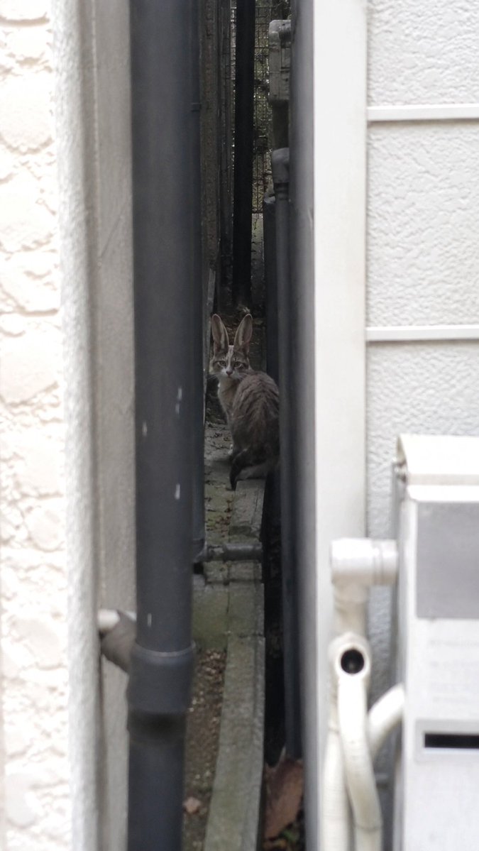 きょうのにゃんこ？🕊