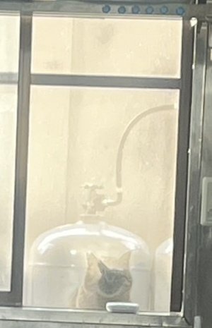 Komugitoneko's tweet photo. おはようございます🐈‍⬛

本日5/27(水)、
通常営業(11:00〜14:00)です🐾🐾🐾

明日(5/28木)は、定休日です。

本日もよろしくお願い致します。 https://t.co/bBicO0M87t