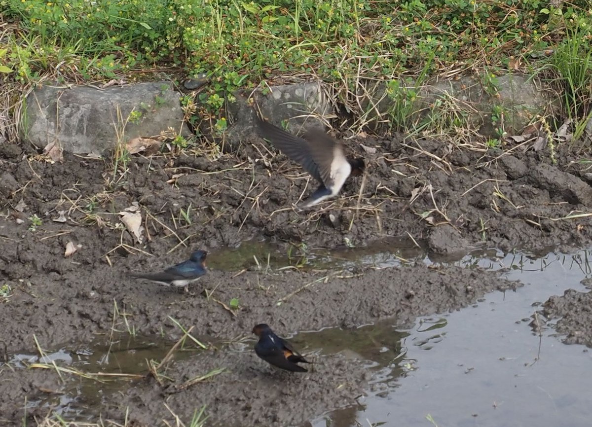 kyotoshidoubut1's tweet photo. あなたが見たツバメはどっち?園内ではツバメたちが巣材を集めたり、餌をとっていますが、2種類(
ツバメとコシアカツバメ)見かけますので、観察してみてください。
#京都市動物園 #kyotocityzoo #京都の森 #たんぼ #ツバメ #コシアカツバメ #kyotoforest #ricefield #BarnSwallow #RedrumpedSwallow https://t.co/EYfdqTNM7X
