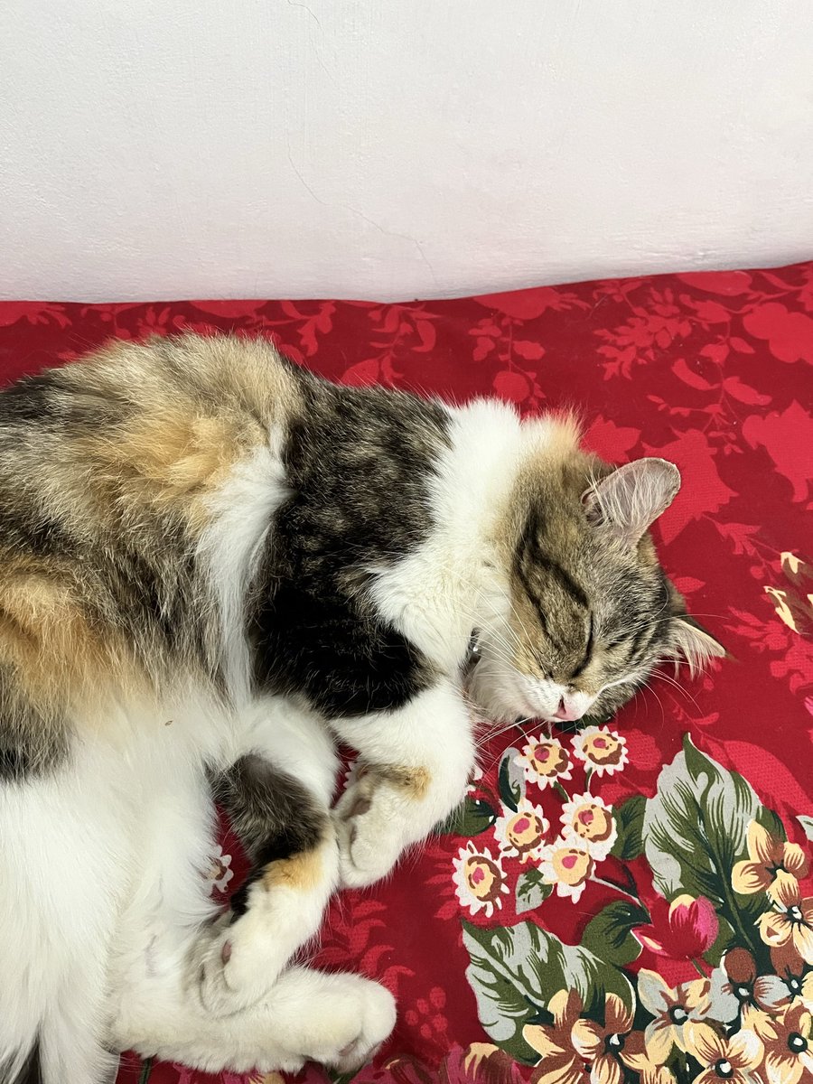 Jipaniel's tweet photo. kucing tetangga kos yg bahkan gw gatau punya siapa😭 https://t.co/AcbRZWhRuM