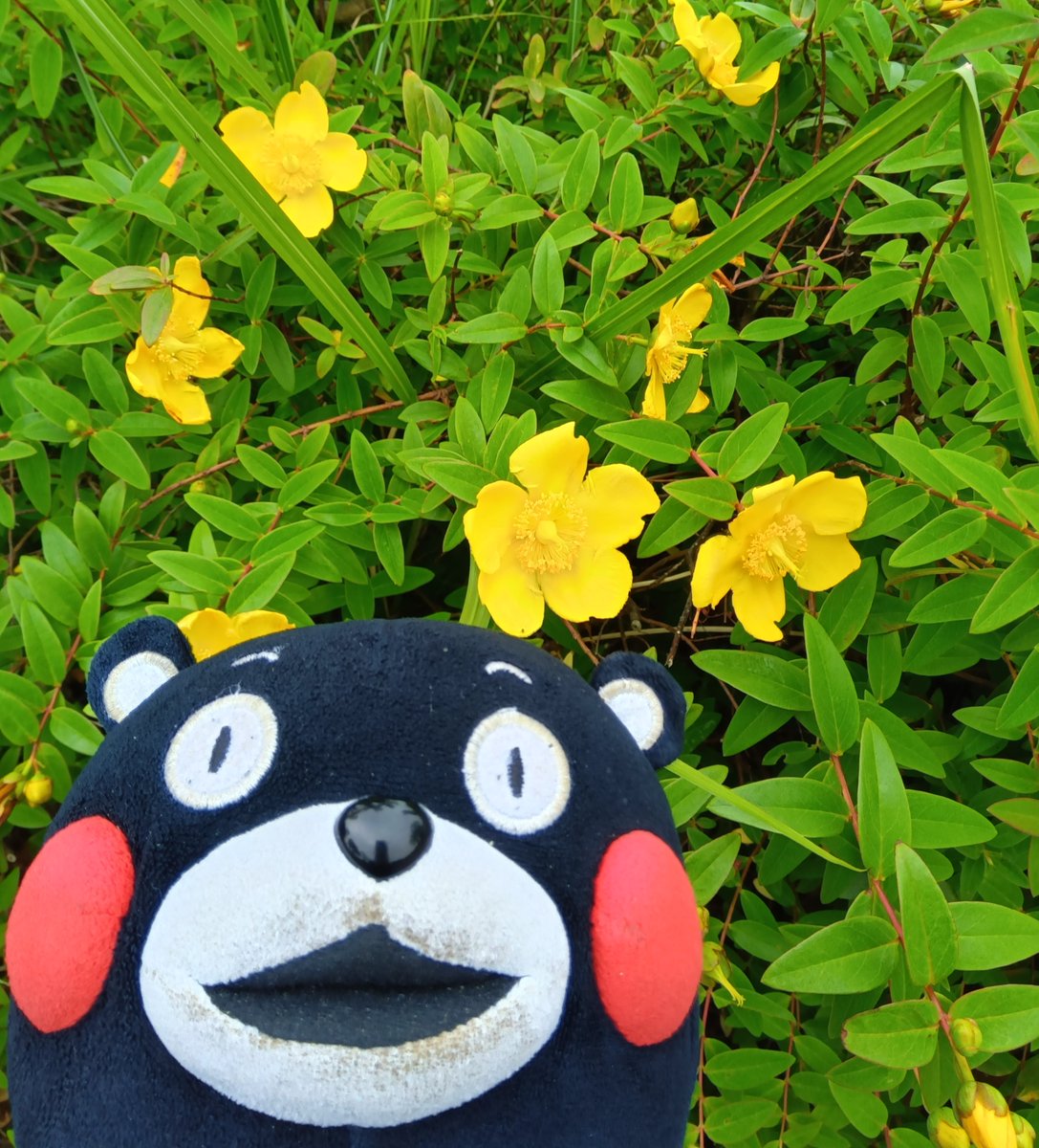 55_kumamon おはくま、おつくま様です。 昨夜も早めに寝てしまい