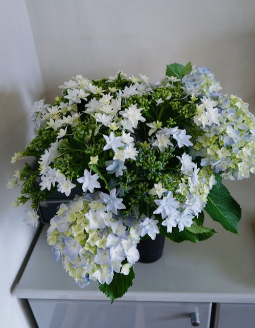 toooticky's tweet photo. 廃材置き場と化した実家の庭に、けなげにも紫陽花が見事に咲いていたので少し貰ってきた。少しのつもりがけっこう山盛り。 https://t.co/1mZQD08tMj