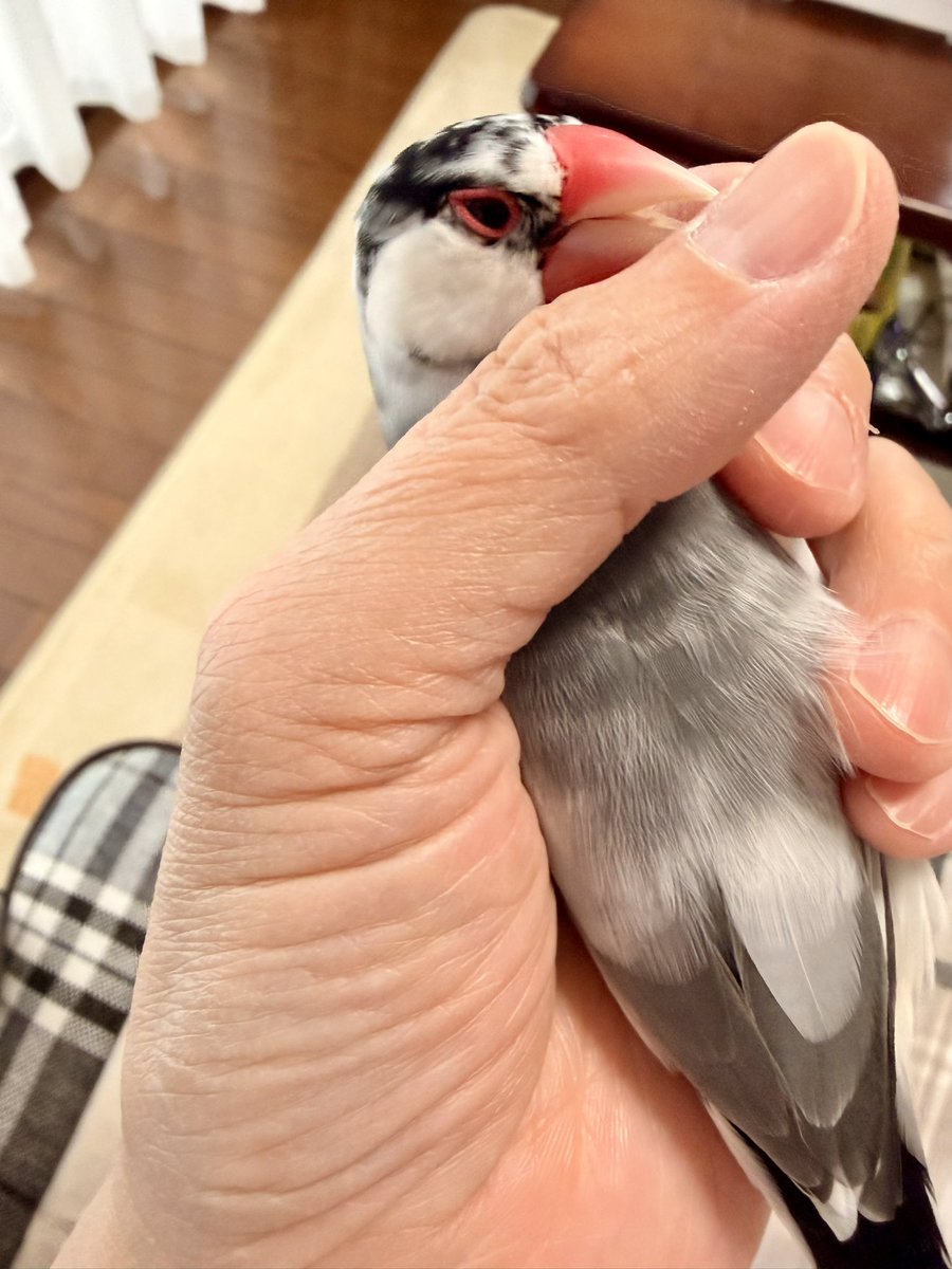 さくらんぼ tweet media