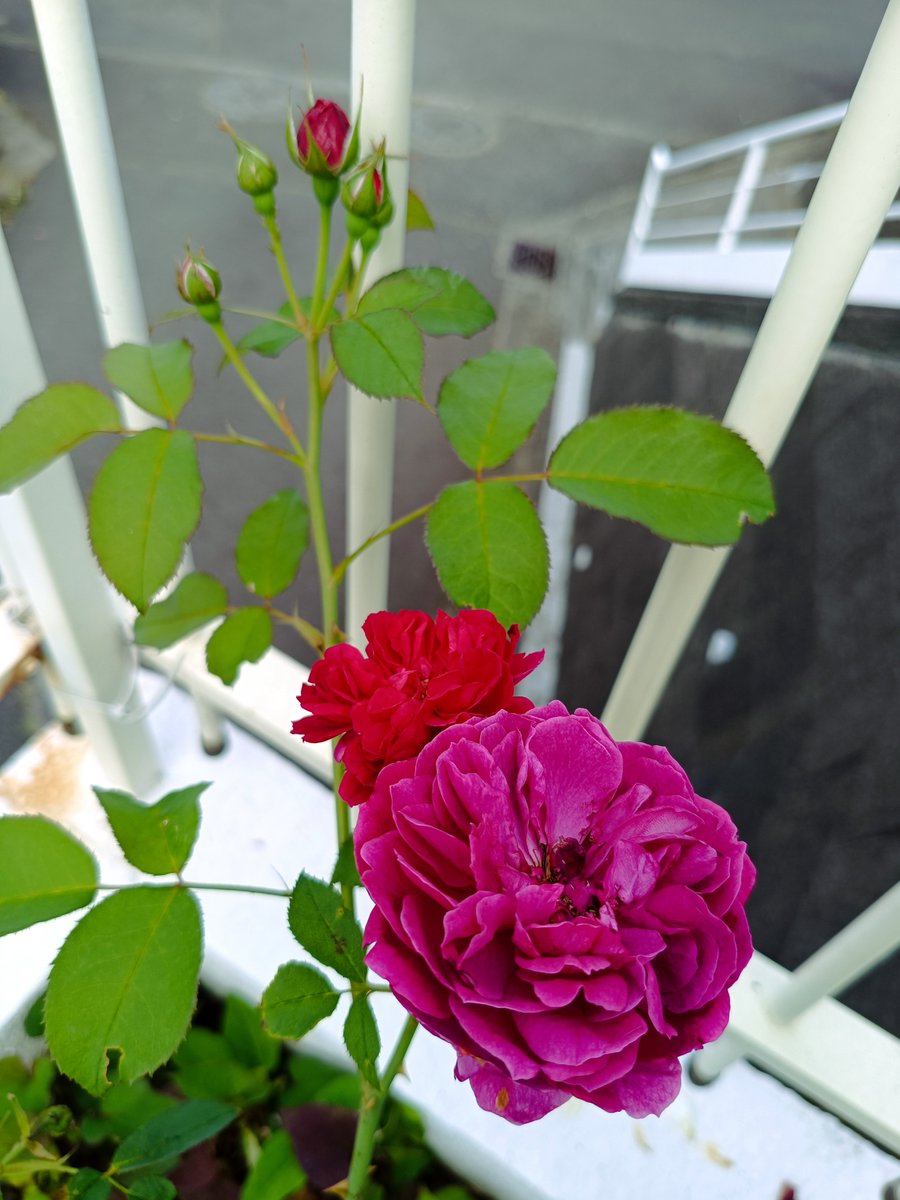 hanafurufuru's tweet photo. イル ルージュ
#delbard
ダーシー バッセル
#englishrose https://t.co/pGRAwQDmoX