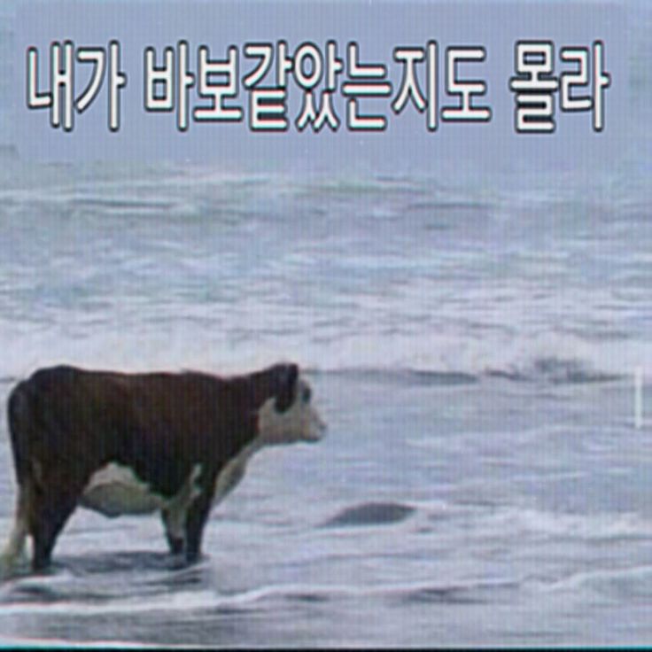 두됴지 tweet media