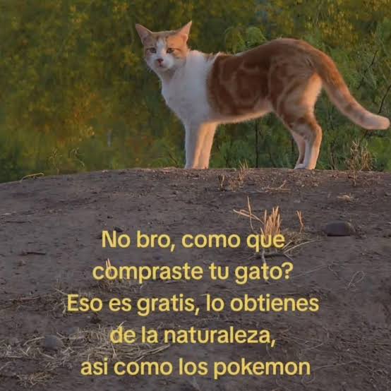 cesar_telles tweet media