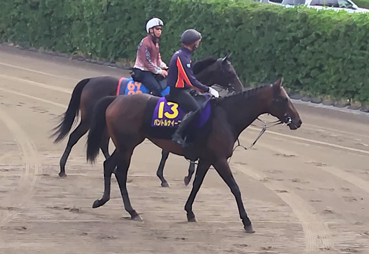 日本ダービー ルメール騎手騎乗のパントルナイーフは惜しくも2着