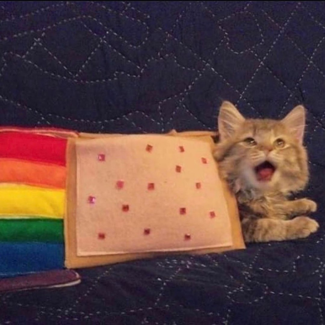 Punch Cat tweet media