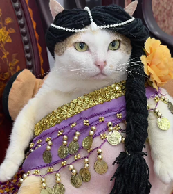 Chubby Vietnam Cat tweet media
