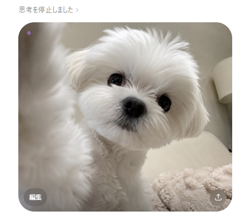 BdZitto's tweet photo. おいらのチャッピー https://t.co/dlPXOEiseI