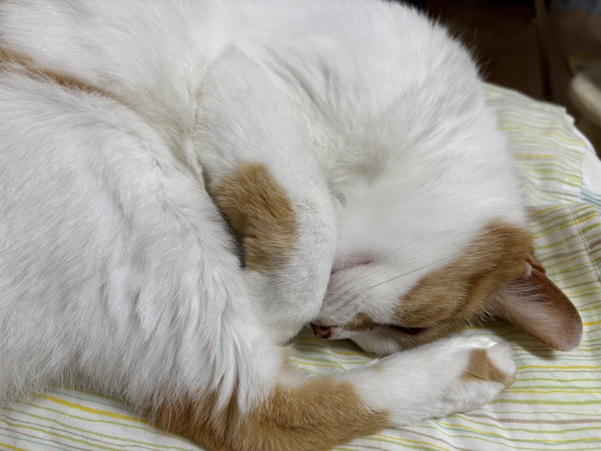 nekko1127@猫飼ってます 　379 猫を飼えたアカウント (@nekoyashinau) / Posts / X