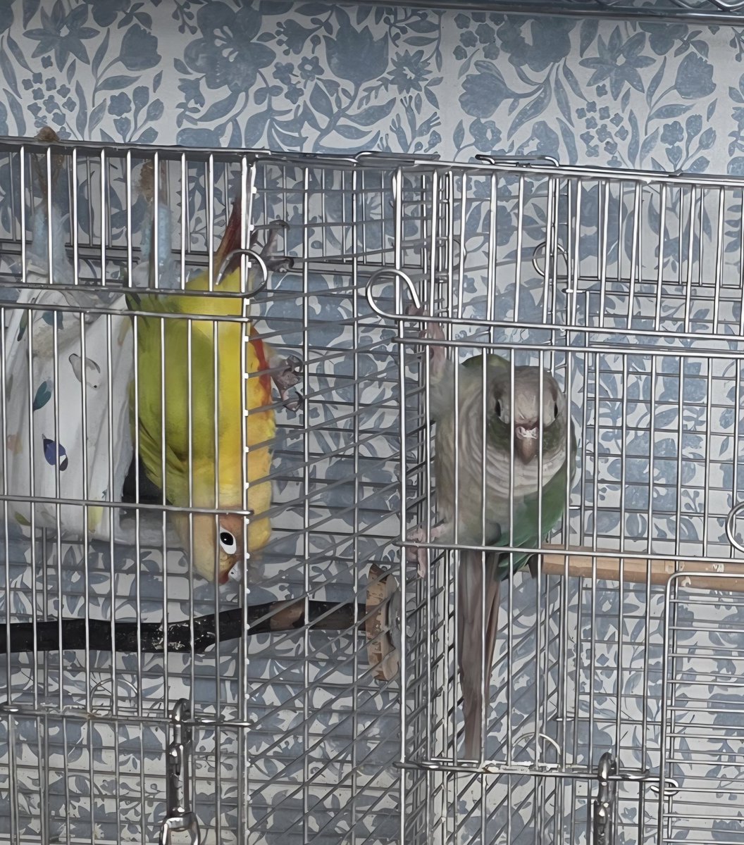 inkonite's tweet photo. はじめて文鳥さんの声を聞いた時のウロコ's　のリアクション🐤🐤

止まり木から慌ててのぼっていき固まる… https://t.co/jGGn3nYt3o