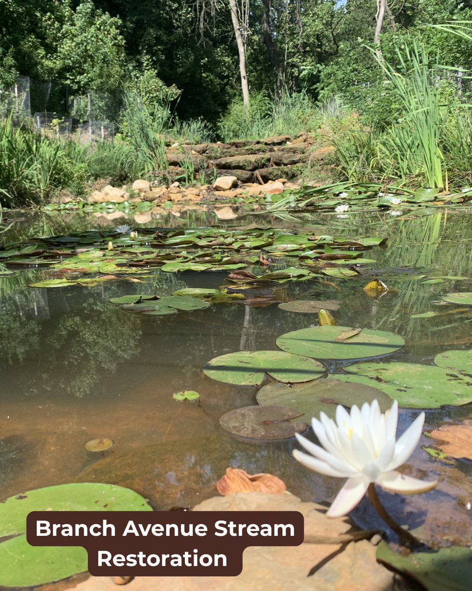 DOEE_DC's tweet photo. Our stream restoration projects often create new wetlands along the stream corridor. These wetlands help filter pollutants from the water, resulting in a healthier Anacostia River, Potomac River, and Chesapeake Bay! #AmericanWetlandsMonth https://t.co/GaTPUuRtDA