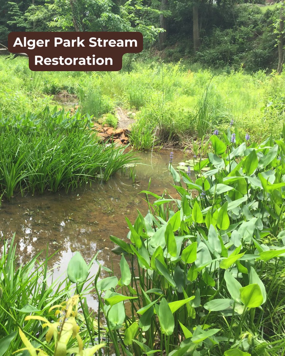 DOEE_DC's tweet photo. Our stream restoration projects often create new wetlands along the stream corridor. These wetlands help filter pollutants from the water, resulting in a healthier Anacostia River, Potomac River, and Chesapeake Bay! #AmericanWetlandsMonth https://t.co/GaTPUuRtDA