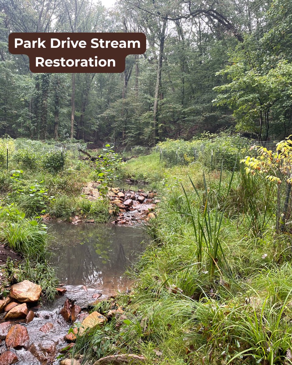 DOEE_DC's tweet photo. Our stream restoration projects often create new wetlands along the stream corridor. These wetlands help filter pollutants from the water, resulting in a healthier Anacostia River, Potomac River, and Chesapeake Bay! #AmericanWetlandsMonth https://t.co/GaTPUuRtDA