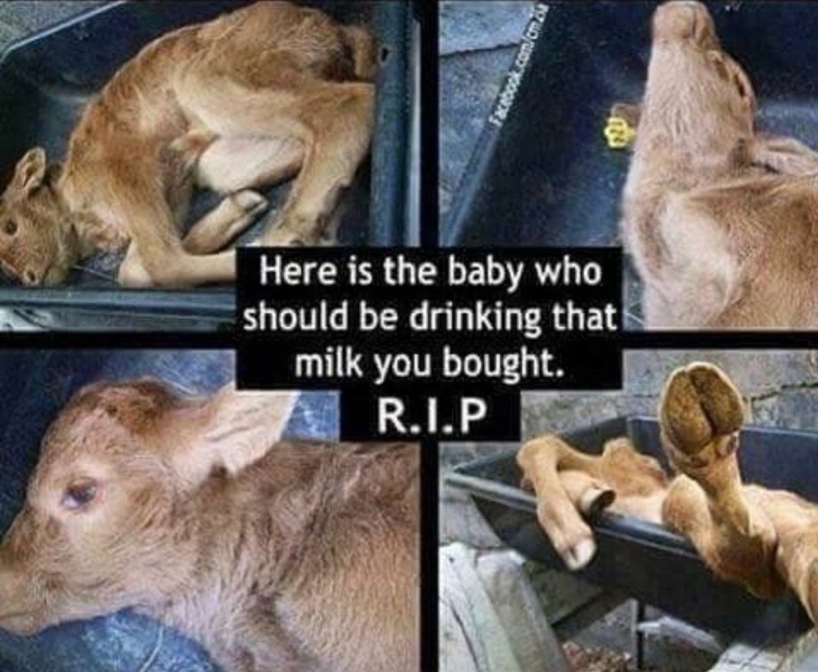 Vegan Future tweet media