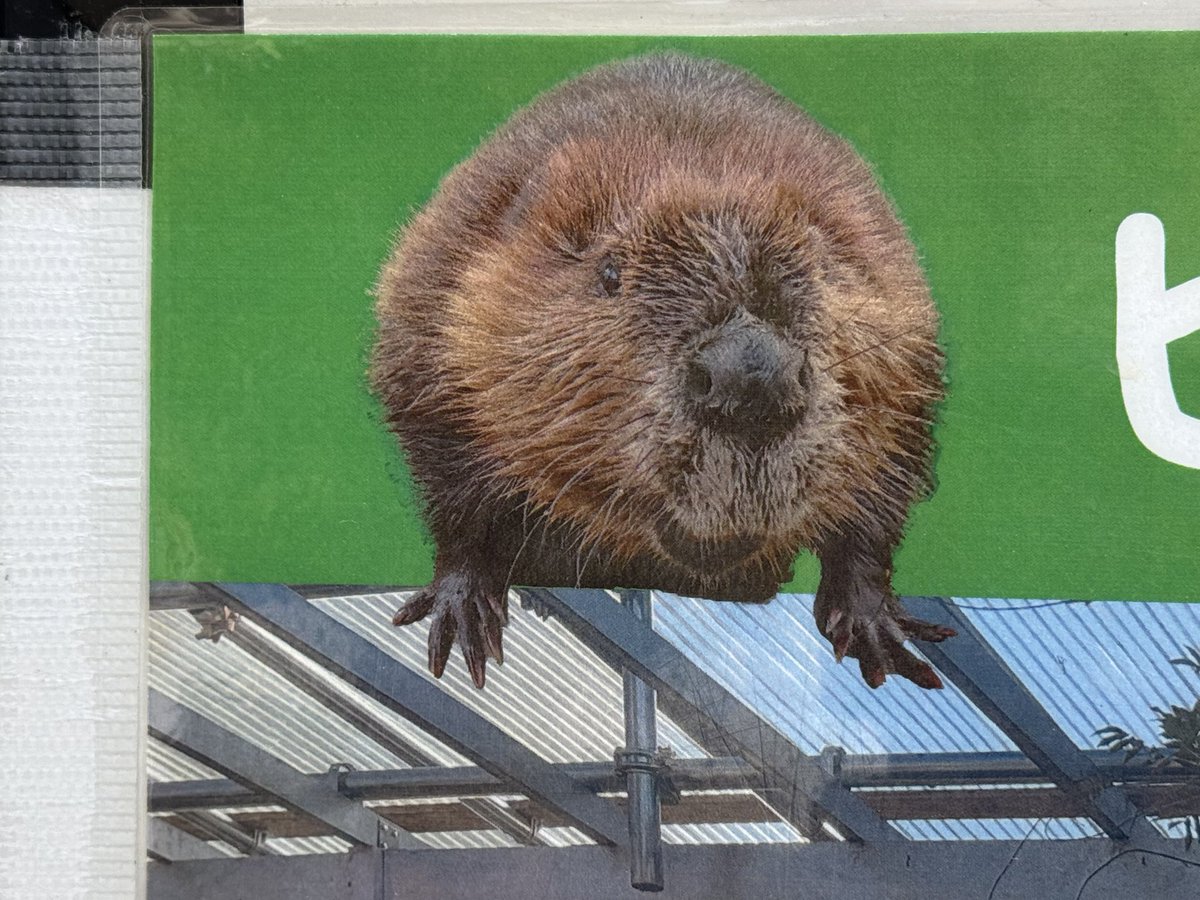 otter_Rascal's tweet photo. https://t.co/RBOTvn312w