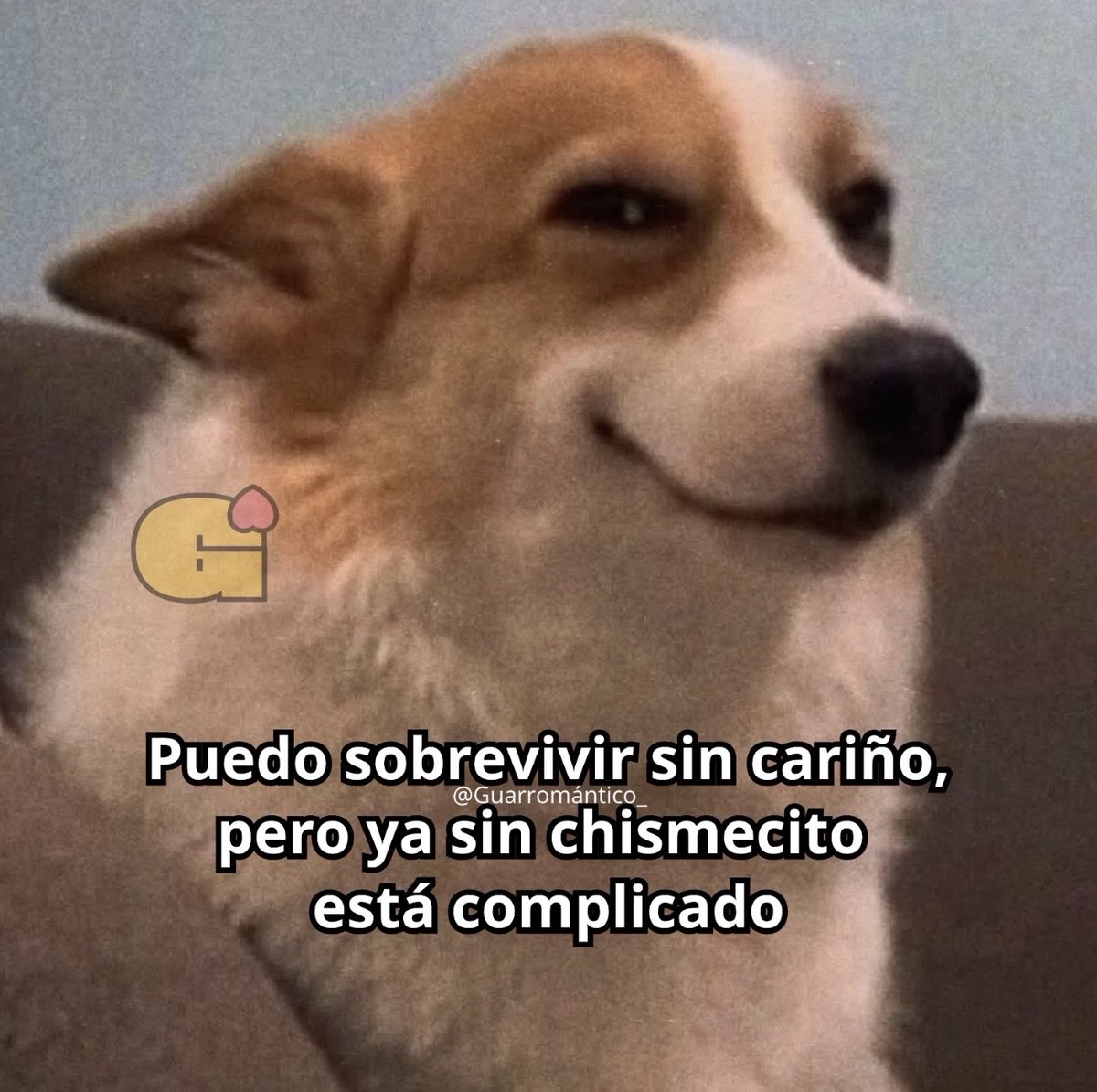 El Guarromántico tweet media