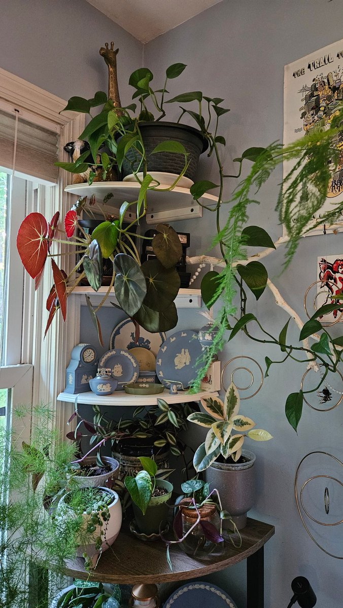 CaitlinScarpa_'s tweet photo. I must look crazy to my neighbors. 
At least once a day (but usually more than that if I'm being honest) I stand in this window and gush over how beautiful my plants are https://t.co/K5vSpSmHer