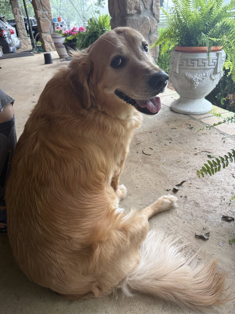 KittheGolden's tweet photo. Frens…..waiting on the hummingbirds who frequent our porch….those little birdies are so cool….I will try to get pics….mom has feeders for them to entice…..🦮 https://t.co/r4Ws3nX8WO
