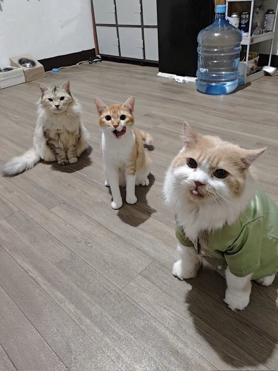 Mocca & M Family 🐱 tweet media