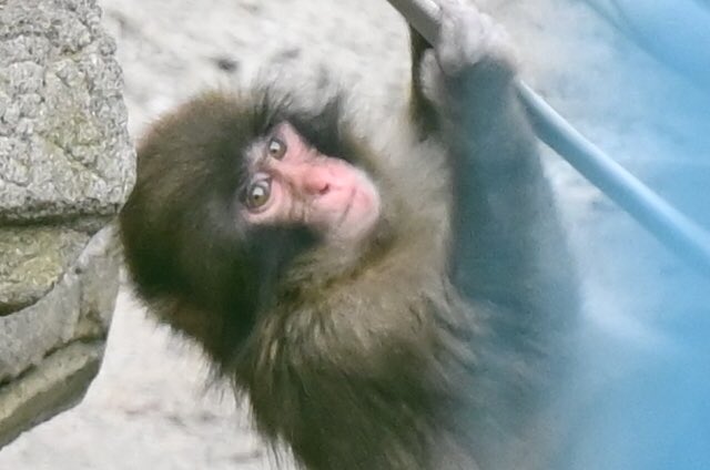 Punch_on_sol's tweet photo. Most monkeys on Monkey Mountain at Ichikawa City Zoo were born into a troop.

Born into safety. Born into belonging.

Punch was born into nothing and built everything from scratch.

That kind of resilience does not disappear.

It becomes who you are.

Ten months old today. Just getting started. 🐒