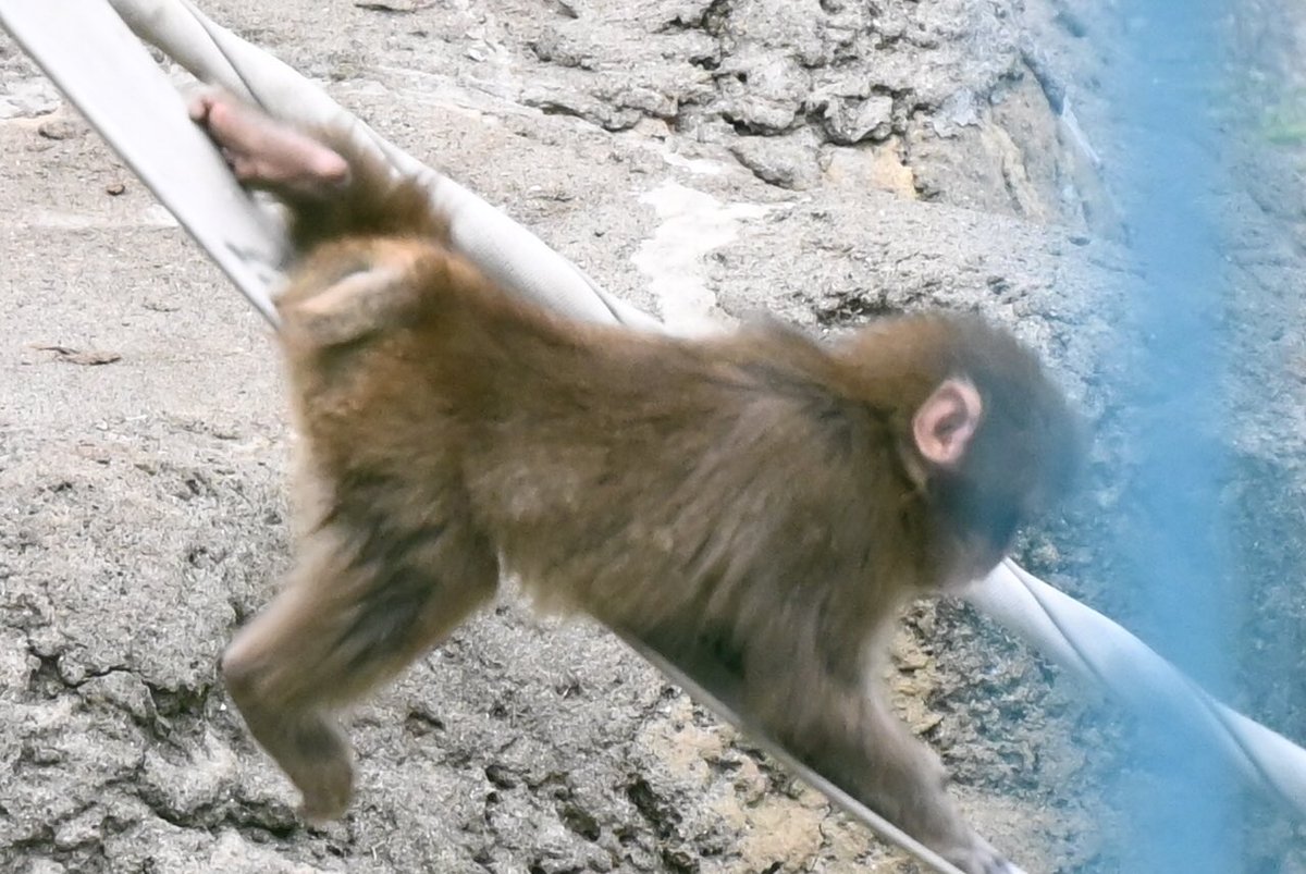 Punch_on_sol's tweet photo. Most monkeys on Monkey Mountain at Ichikawa City Zoo were born into a troop.

Born into safety. Born into belonging.

Punch was born into nothing and built everything from scratch.

That kind of resilience does not disappear.

It becomes who you are.

Ten months old today. Just getting started. 🐒