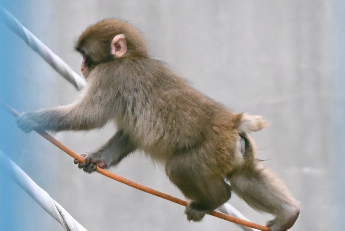 Punch_on_sol's tweet photo. Most monkeys on Monkey Mountain at Ichikawa City Zoo were born into a troop.

Born into safety. Born into belonging.

Punch was born into nothing and built everything from scratch.

That kind of resilience does not disappear.

It becomes who you are.

Ten months old today. Just getting started. 🐒