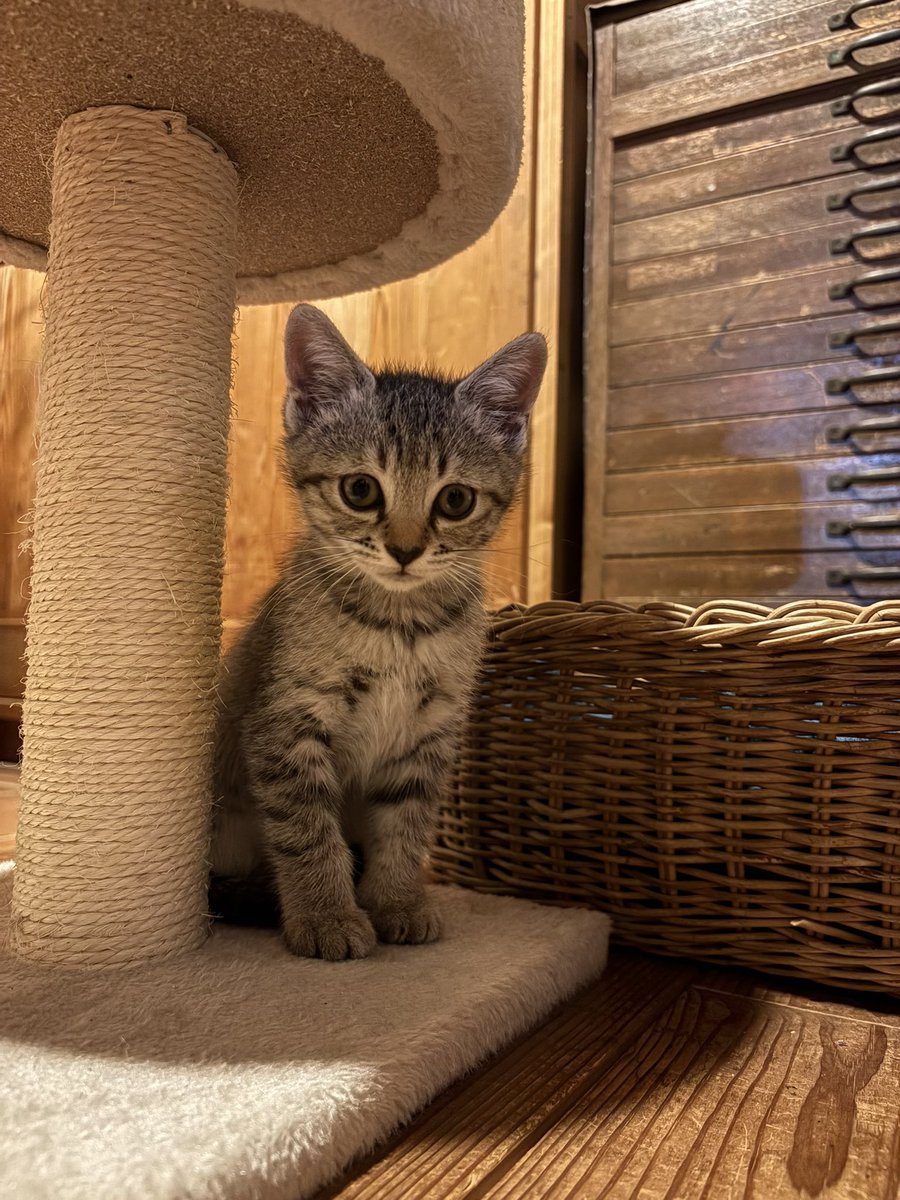yuumi2002's tweet photo. 我が家に来たサバトラ♀と、娘の家に貰われて行ったシャム♀の姉妹🐱🐱

どっちも可愛くて萌える🤤
#里親
#野良猫 https://t.co/XA2gQRus29