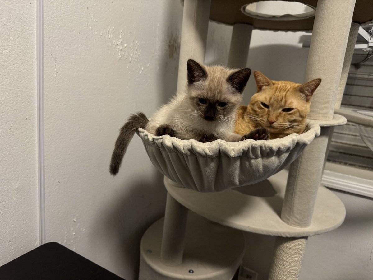 yuumi2002's tweet photo. 我が家に来たサバトラ♀と、娘の家に貰われて行ったシャム♀の姉妹🐱🐱

どっちも可愛くて萌える🤤
#里親
#野良猫 https://t.co/XA2gQRus29