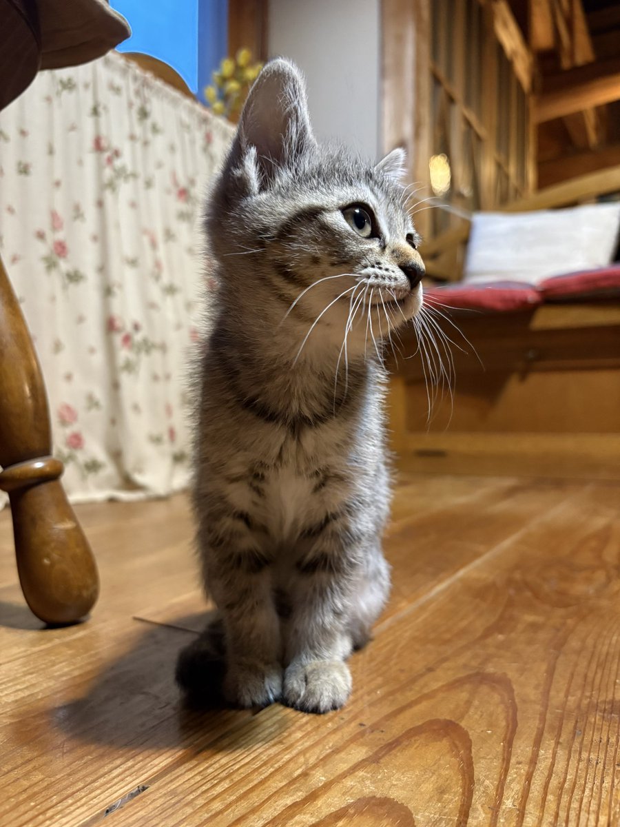 yuumi2002's tweet photo. 我が家に来たサバトラ♀と、娘の家に貰われて行ったシャム♀の姉妹🐱🐱

どっちも可愛くて萌える🤤
#里親
#野良猫 https://t.co/XA2gQRus29