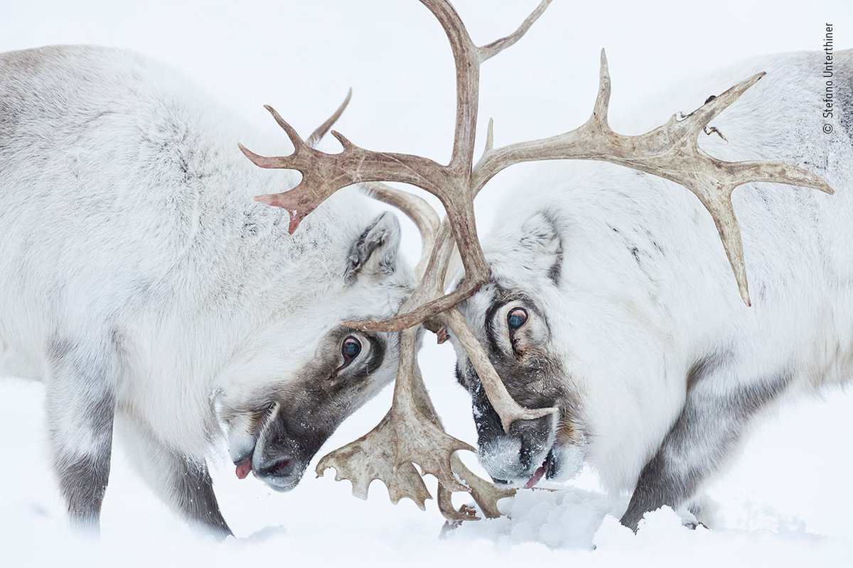 Deerposts tweet media