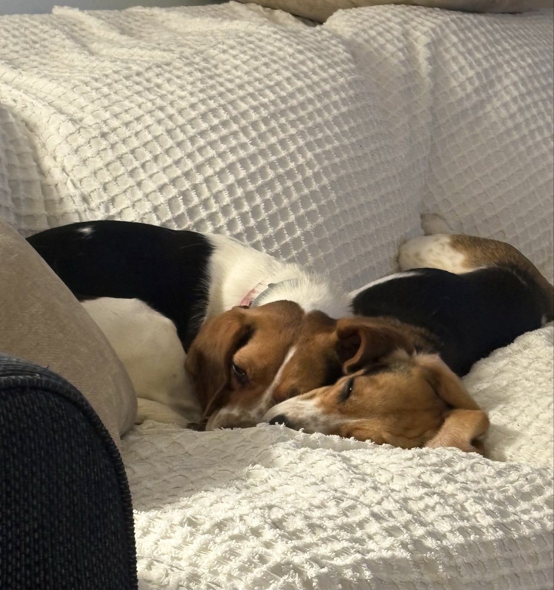 BeaglePip's tweet photo. Been a while…
They’re still bonded with ❤️ https://t.co/siyYTdDpkt