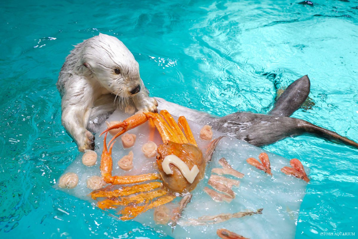 鳥羽水族館(TOBA AQUARIUM) tweet media