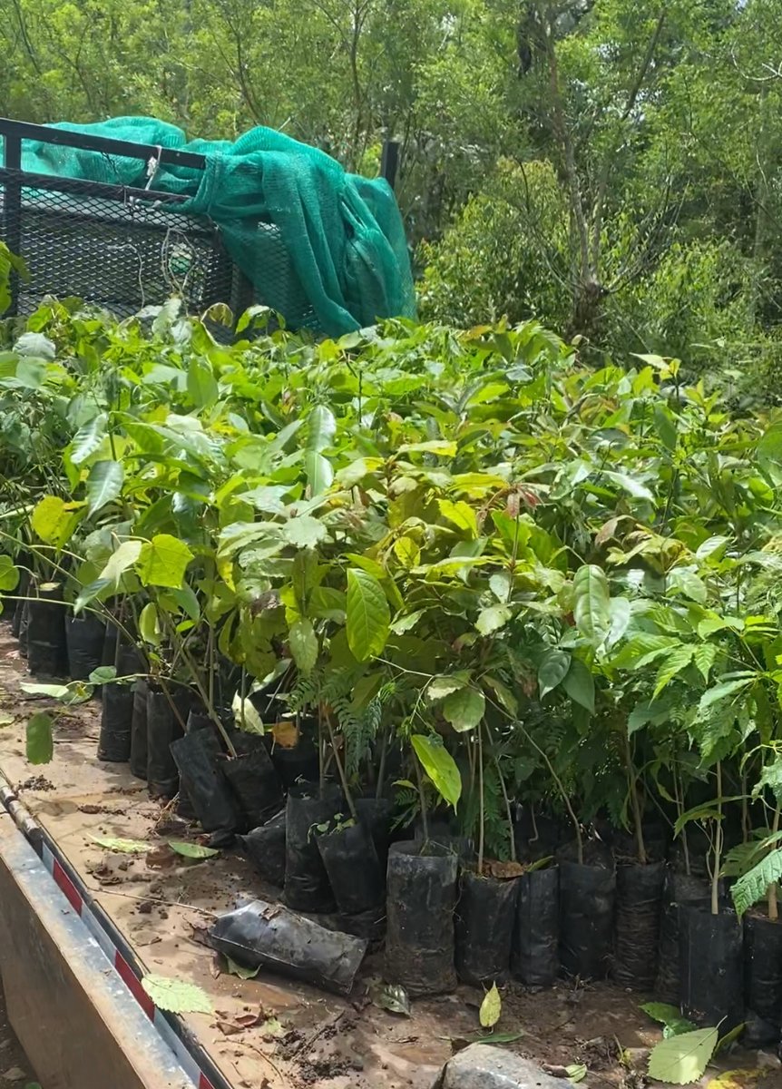 JackCringeArt's tweet photo. Do you want a tree planted?

A while back people were talking about a tree planting crypto and I told them they could simply give me ten dollars and I would plant a tree and get a picture. 

I then realized for like 50 I can hire help and plant 40 trees. If you buy an NFT or $FILF the money goes towards trees but if you want it can be even simpler.

I am working to get a site where you can pay, get a tree and a custom Doge nft with pictures but that is not quite here.

If you simply like the idea of reforestation and rainforest restoration just message me. It is planting season and anything you could do would be appreciated.  Trying to get a lot done this year.