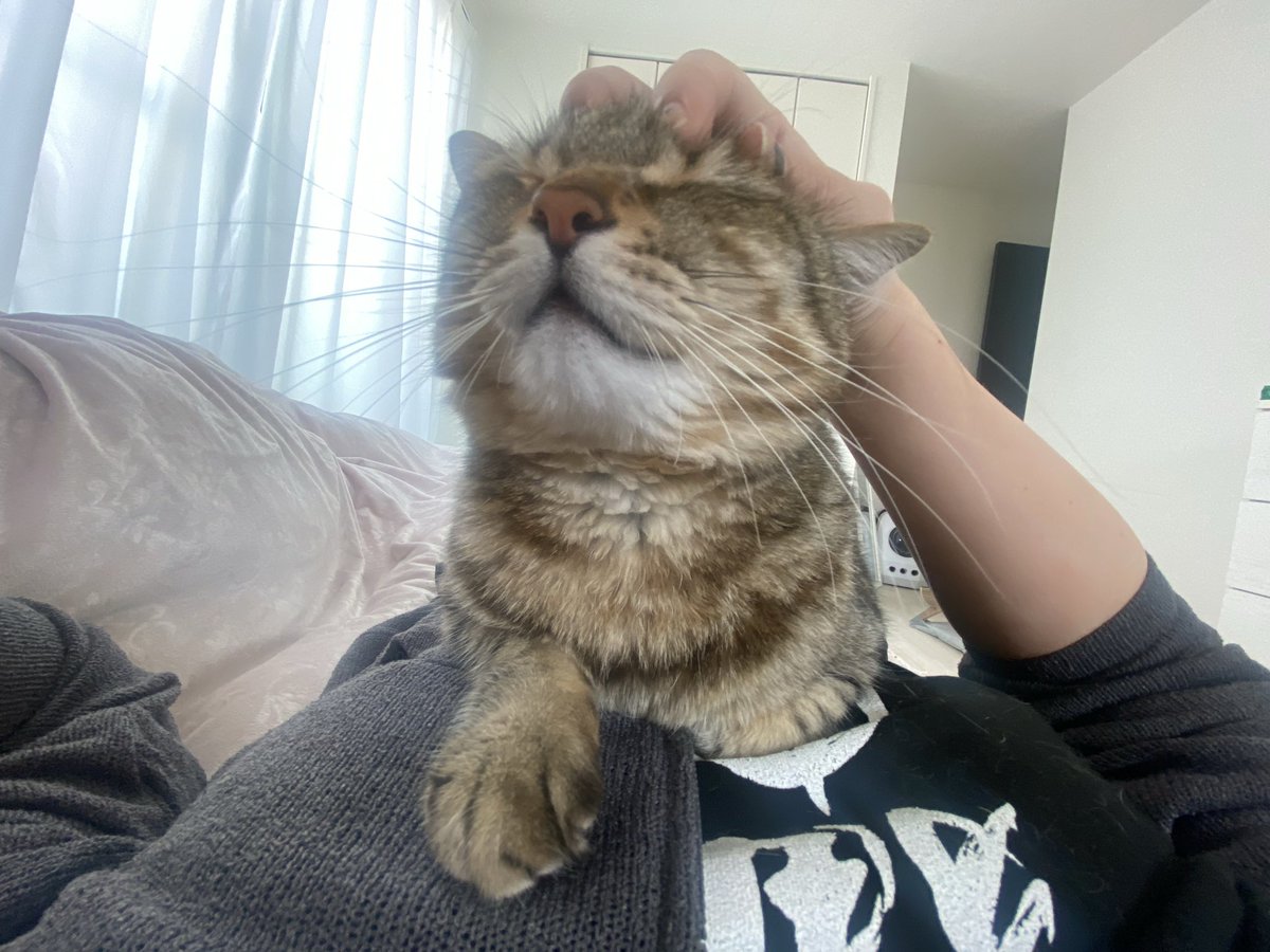 Marock_0918's tweet photo. 朝から甘えてくださるまろっく様可愛いィイィイィイィイィイィイィイィイィイィイィイィイィイィイィイィイィイィイィイィイィイィイィイィイィイィイィイィイィイィイィイィイィイィイィイィイィイィイィイィイィイィイィイィイィイィイィイィイィイィイィイ！！！ https://t.co/CR8ojimJ3X