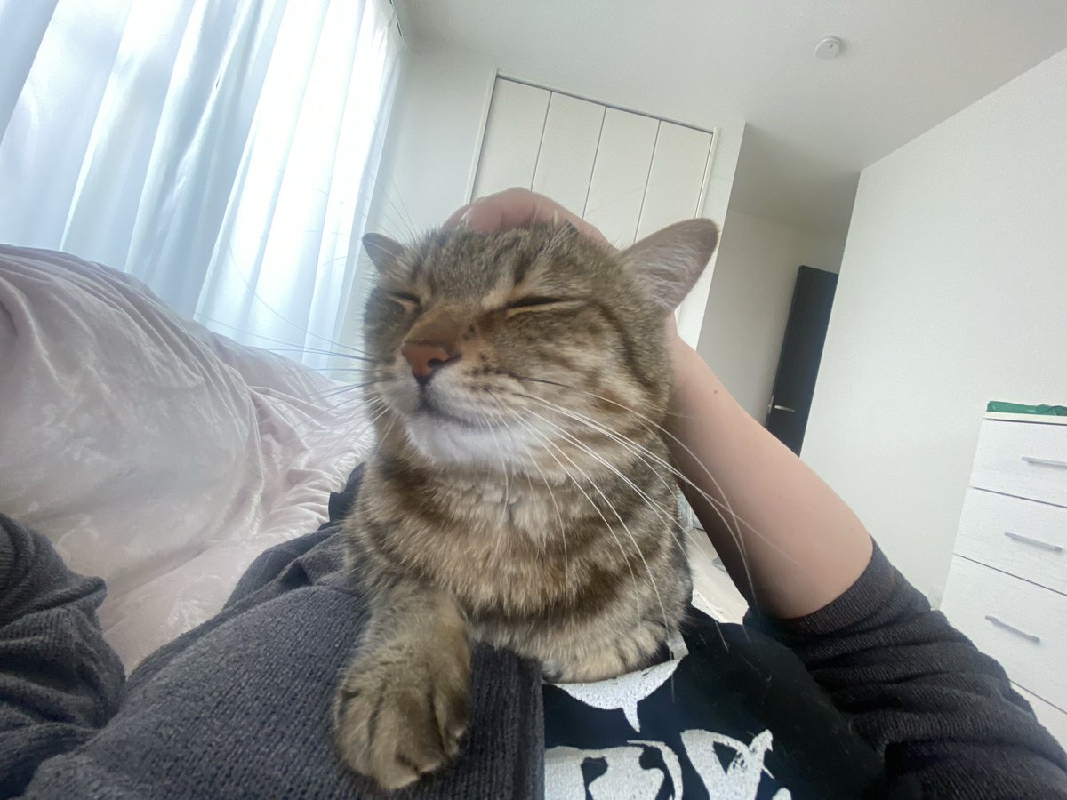 Marock_0918's tweet photo. 朝から甘えてくださるまろっく様可愛いィイィイィイィイィイィイィイィイィイィイィイィイィイィイィイィイィイィイィイィイィイィイィイィイィイィイィイィイィイィイィイィイィイィイィイィイィイィイィイィイィイィイィイィイィイィイィイィイィイィイィイ！！！ https://t.co/CR8ojimJ3X