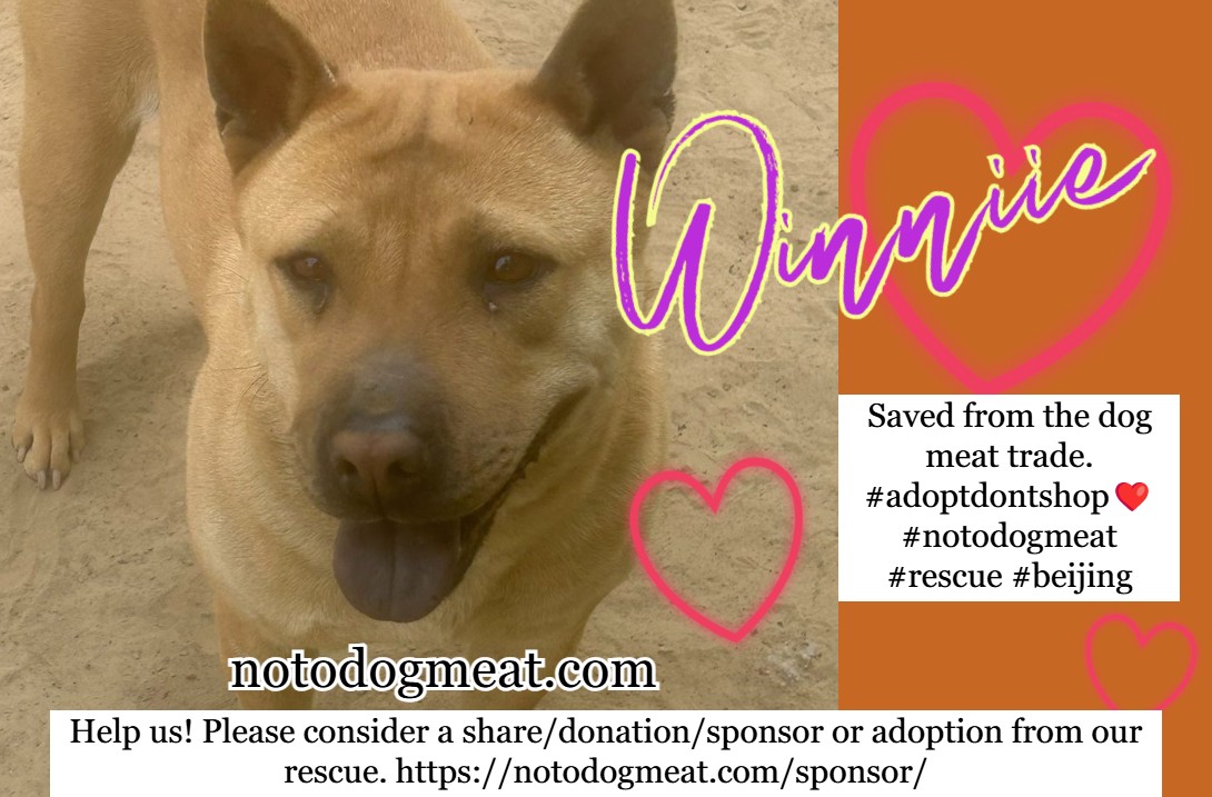 notodogmeat's tweet photo. https://t.co/9MRAulnRjl   Winnie needs a home! Or consider sponsoring her. Thank you! https://t.co/btQkz97TlQ
