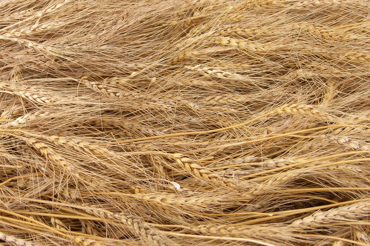 munsamolinos's tweet photo. 🌾 ¿Sabías que cada vez que preparas una masa estás interactuando con más de 10,000 años de historia? El grano de trigo que transformamos día con día es el resultado de un fascinante viaje evolutivo y genético 

📖 Lee el artículo: 👉 https://t.co/iopNFFbO1o https://t.co/UzyK1ISh7a
